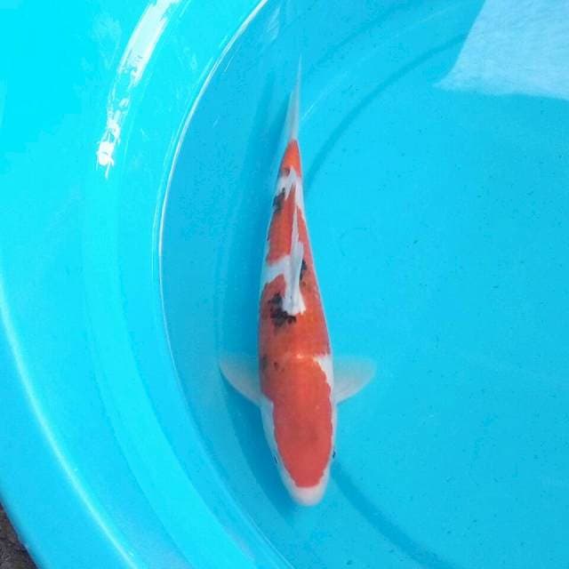 25cm SANKE