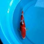 25cm SANKE