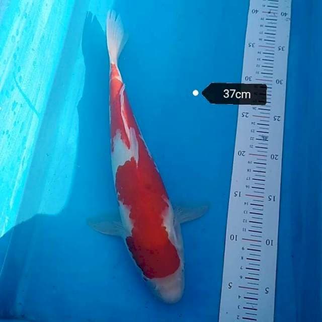 Kohaku calon jumbo
