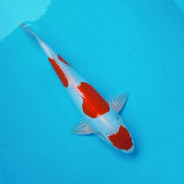 6. Maruten DOITSU #31CM