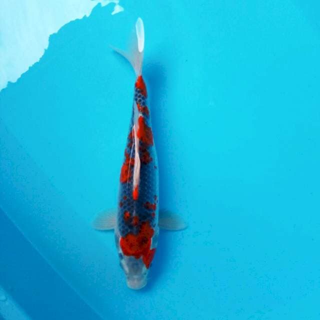 7. Strong GOSHIKI #33CM