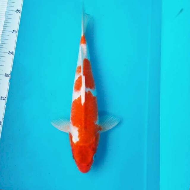 #89. Goromo phoenix || 35 cm
