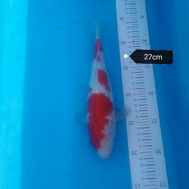 Kohaku