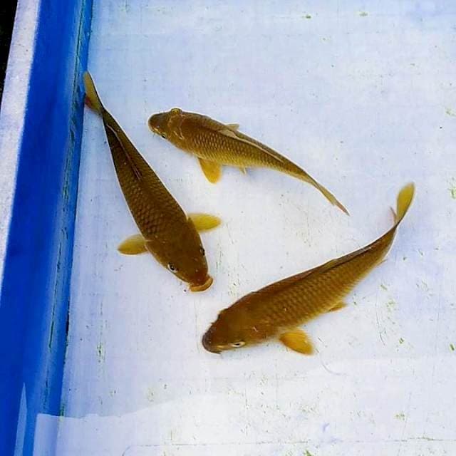 Chagoi