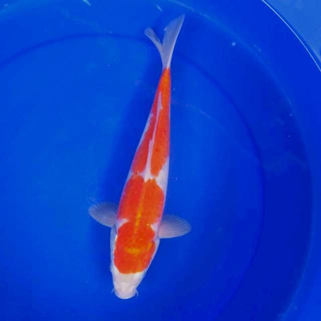 IX. Kohaku Medium || 30 cm