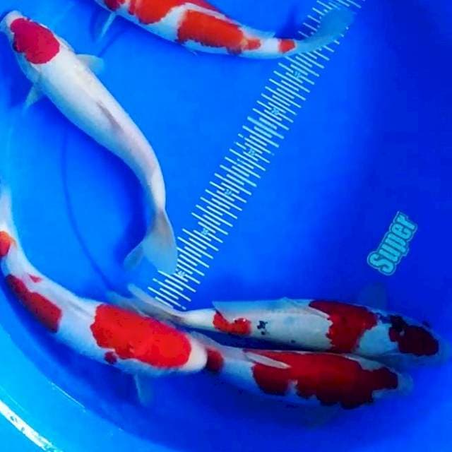 Mix koi joss