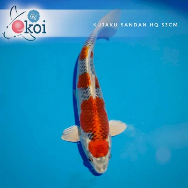 Kujaku +/- 33cm 3 step