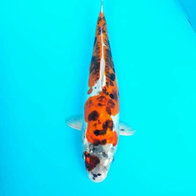 Kawarimono uniq 32 cm