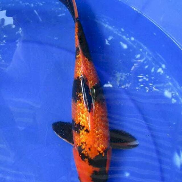 Utsuri ginrin full ±32cm
