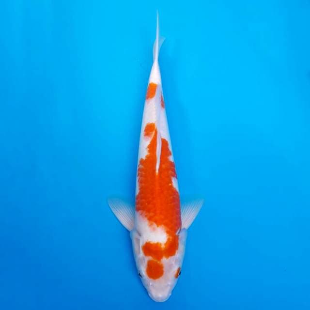 Kohaku jumbo