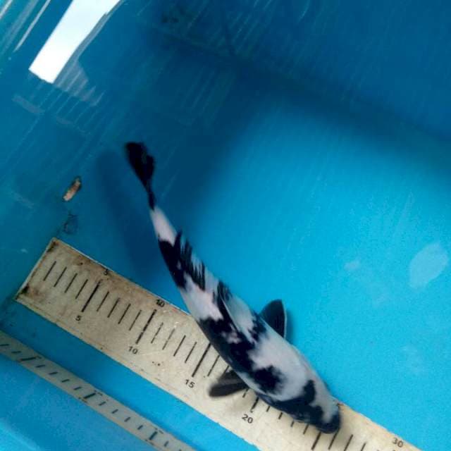 Shiro haciware 26cm