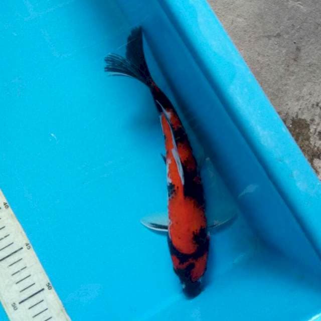 Hishowa 27cm