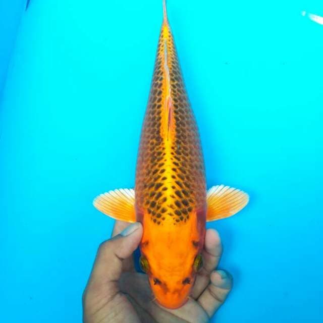 KIN MATSUBA F1 32 CM