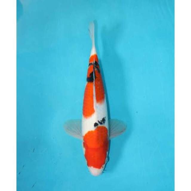 SANKE 29 CM