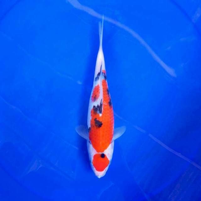 Maruten sanke*25cm