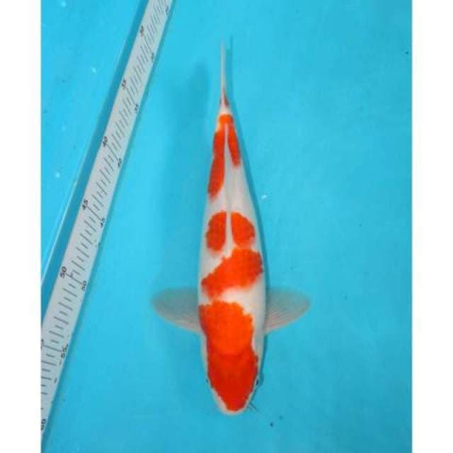 KOHAKU 28 CM
