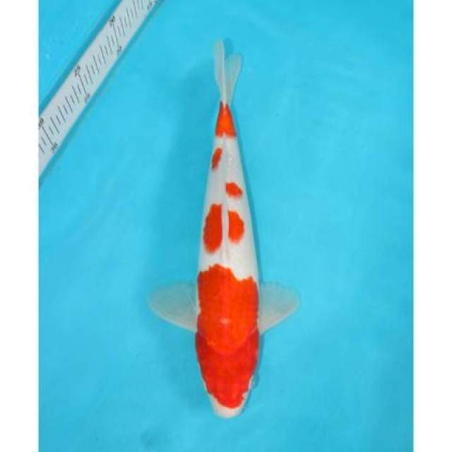 KOHAKU 29 CM