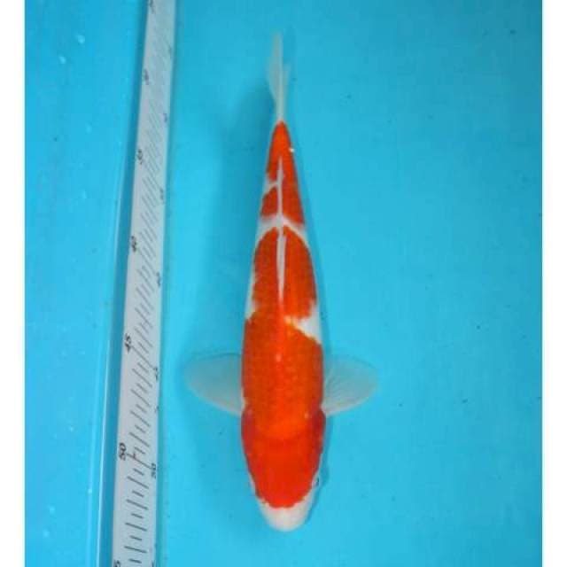 KOHAKU 26 CM