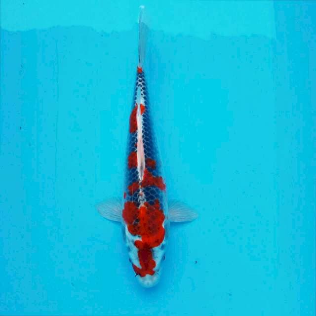 Ghosiki*27cm