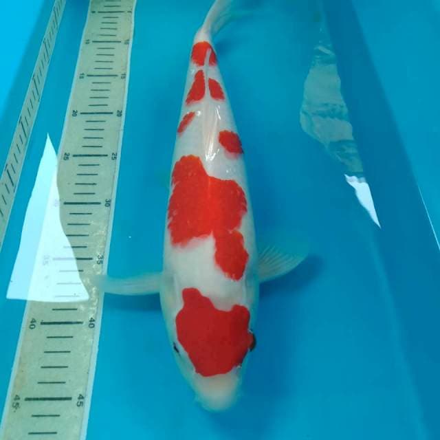 Kohaku Merah Darah 41 cm