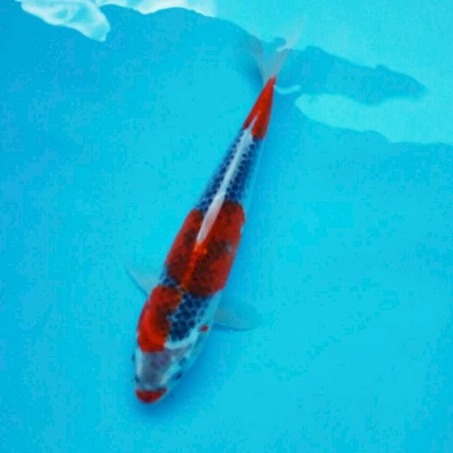 Kucibeni ghosiki*26cm