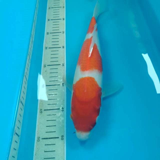 Kohaku 37 cm
