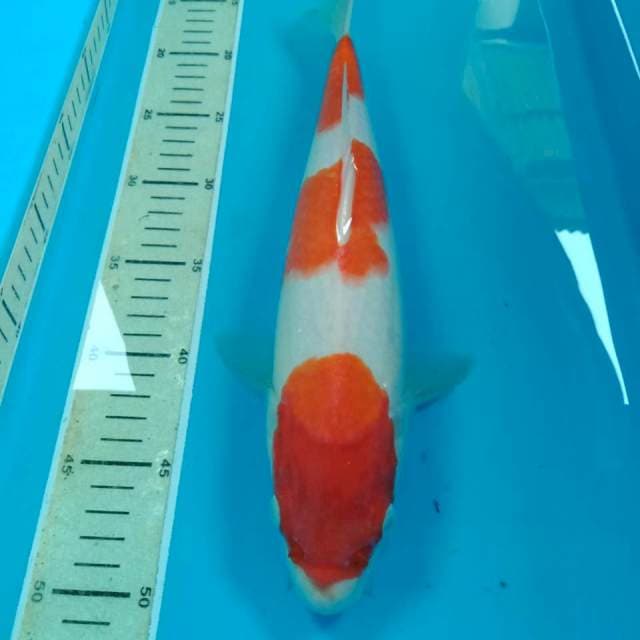 Kohaku 36 cm