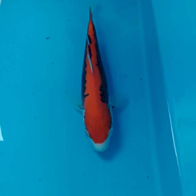 Beni Kumonryu 22 cm