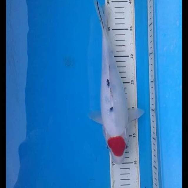 tancho sanke tategoi 27cm