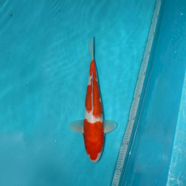 KOHAKU 21 CM