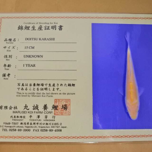 Doitsu Karashi (Marusei) 15cm. Impor dan Sertifikat