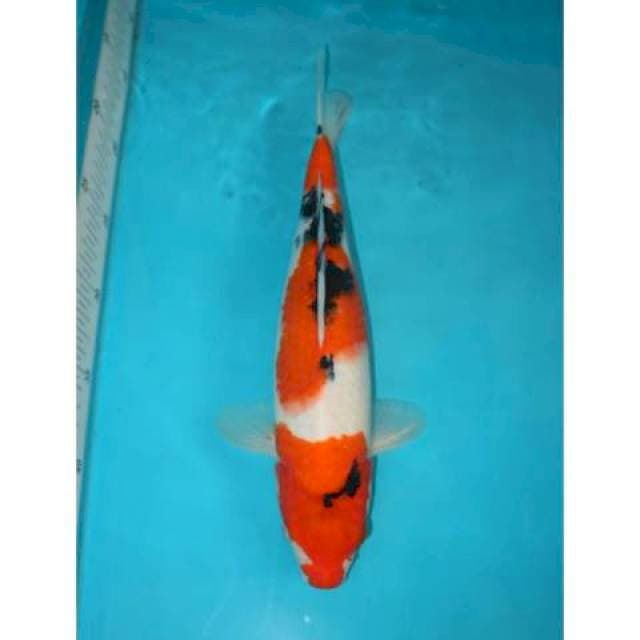 SANKE 31 CM