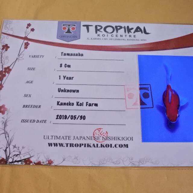 Tamasaba (Kaneko) 8cm. Impor dan Sertifikat