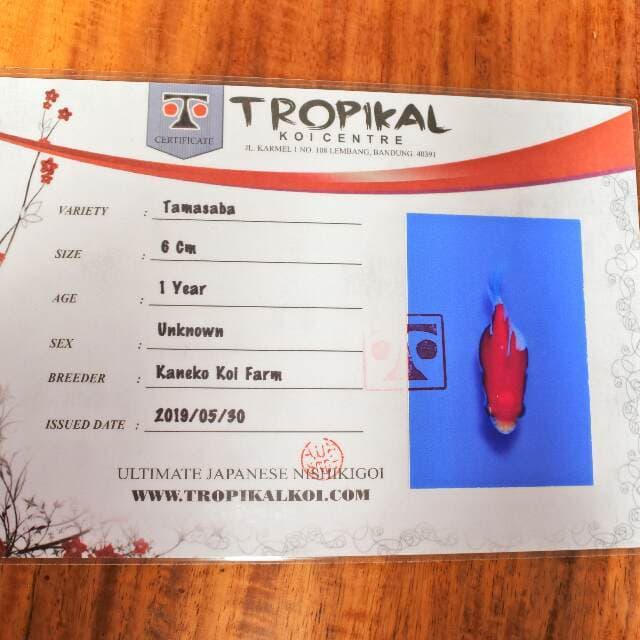 Tamasaba (Kaneko) 6cm. Impor dan Sertifikat