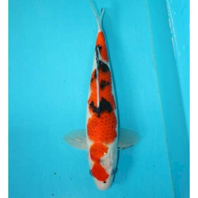 Sanke 29 cm