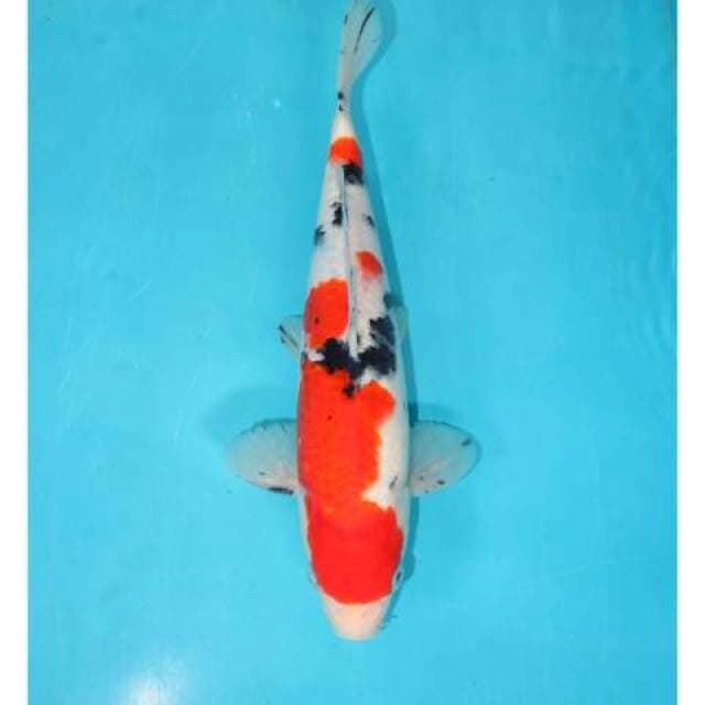 Sanke 28 cm
