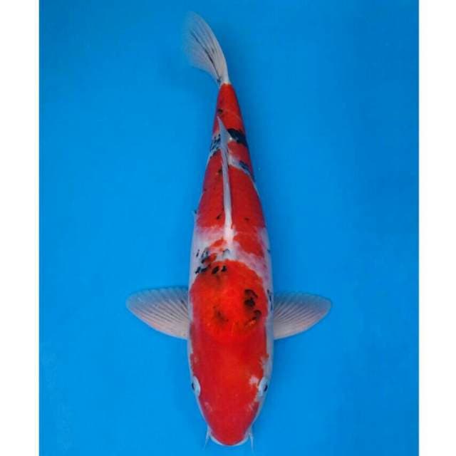 Okawa Sanke Merah