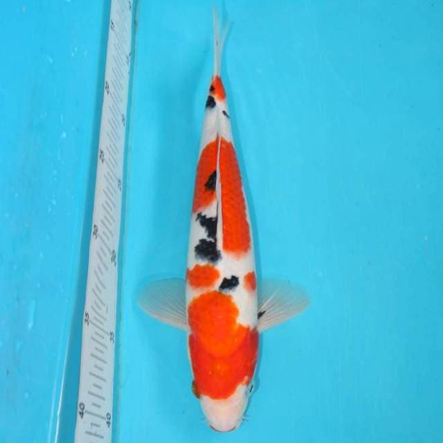 Sanke 27 cm