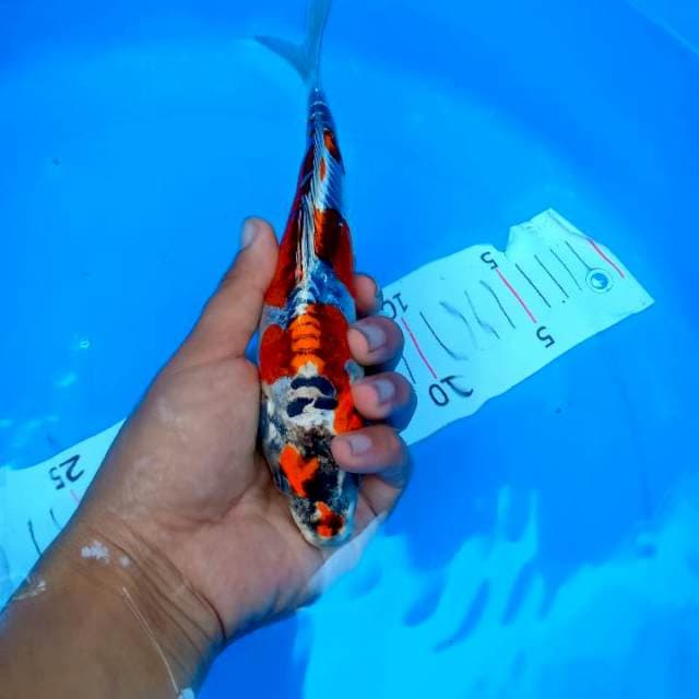 Goshiki 22 cm