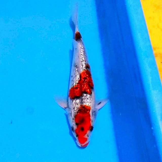 Ginrin ghosiki jozz 30cm
