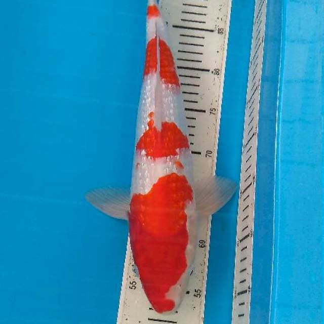 Yondan Gindrin Kohaku Super Red 