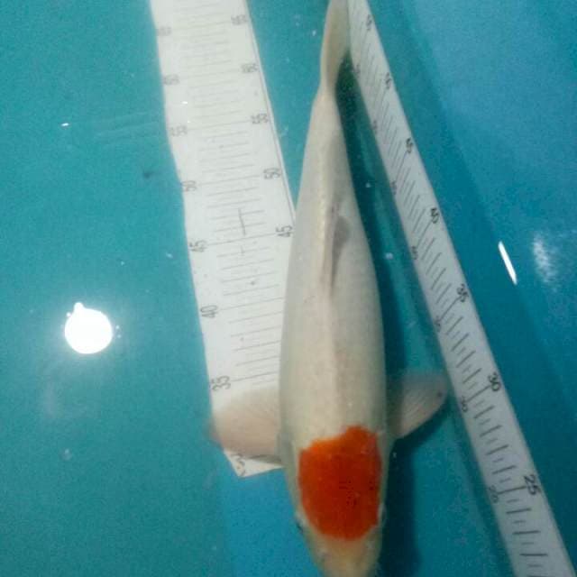 TANCHO KOHAKU..40CM