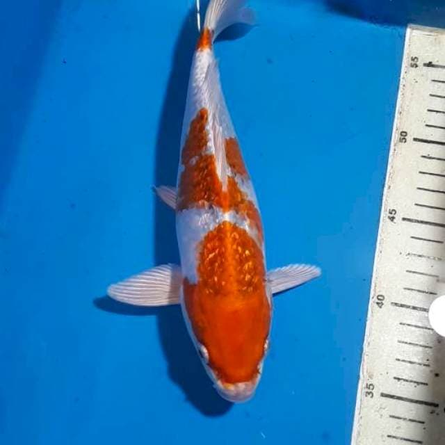KUJAKU BLINK BLINK SESUATU 25 CM