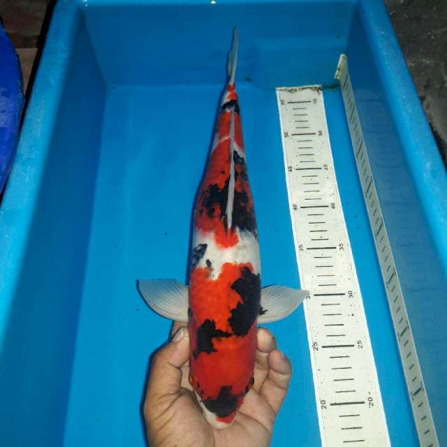 Showa merah darah