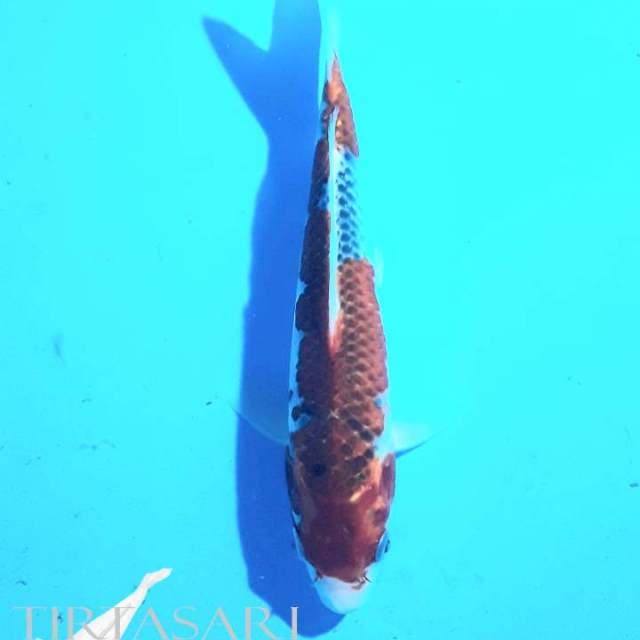 Goshiki 22 cm