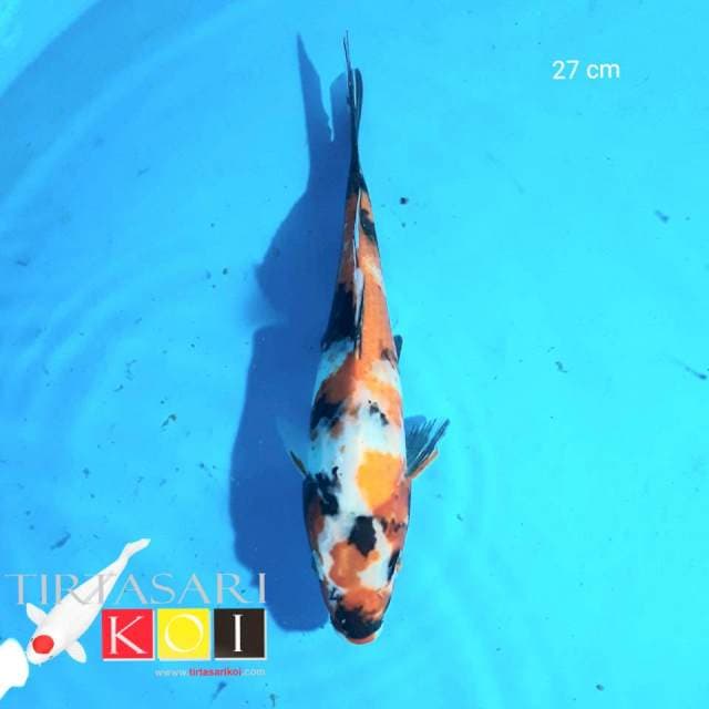 Showa 27 cm