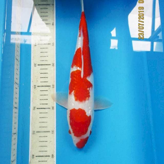 Kucibeni - kohaku Ginrin