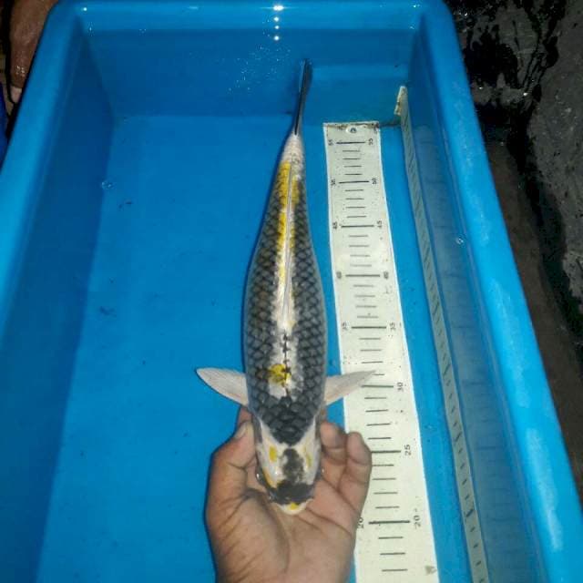 Ginkinkarbuto