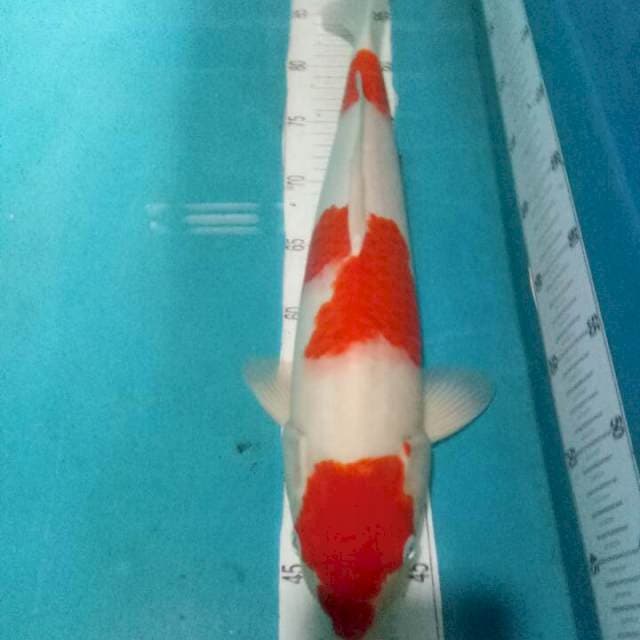 KOHAKU..Body juoss F1..45cm