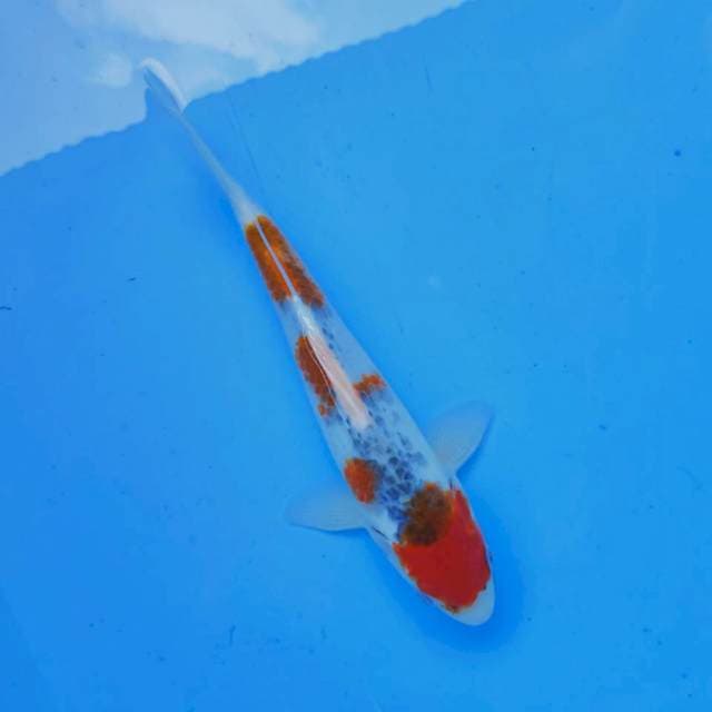 E. Maru Goshiki #27cm